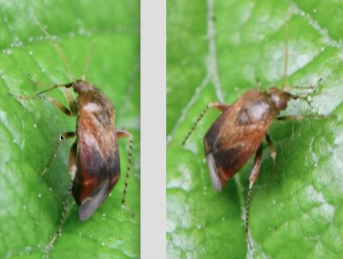 Psallus sp.
